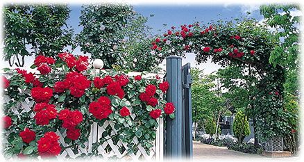 小平メモリアルガーデン 園内ガーデンの写真